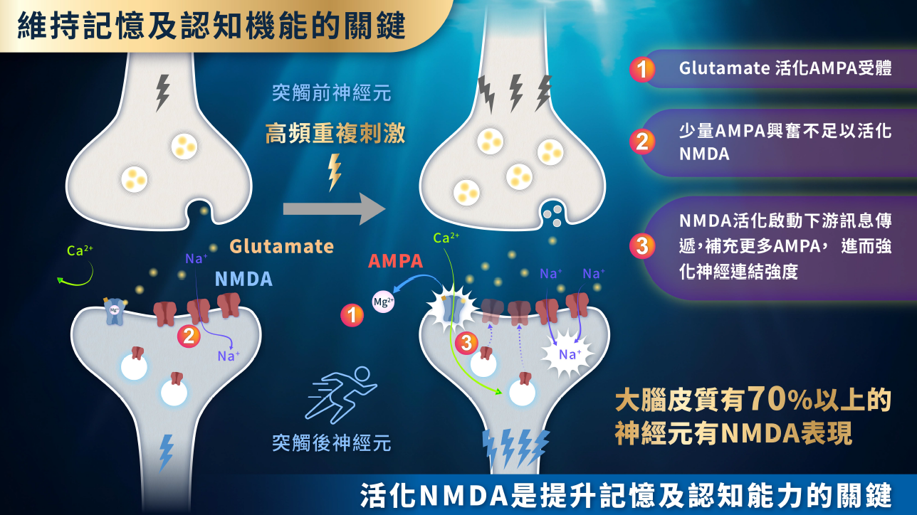 維護記憶與認知功能的關鍵：NMDA受體與專利成分NEUDAMENS的活化機制